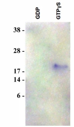 Abcam&nbsp;Rap1 Activation Assay Kit.