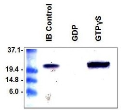 Abcam&nbsp;PAK1 PBD Agarose Beads.