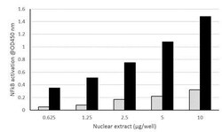 Abcam&nbsp;NFkB p65 Transcription Factor Assay Kit (Colorimetric).