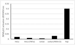 Abcam&nbsp;NFkB p52 Transcription Factor Assay Kit (Colorimetric).