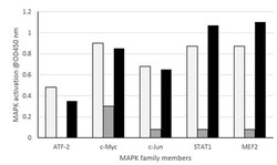 Abcam MAPK (ATF2, c-Jun, c-Myc, MEF2, STAT1alpha) Transcription Factor Assay Kit (Colorimetric).