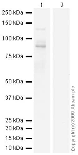 Abcam Human Tau (phospho S214) peptide, 500UG