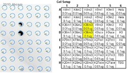 Abcam&nbsp;Human Histone H3 (tri methyl K36) peptide, 1MG
