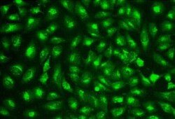 Abcam&nbsp;Lysosomal Staining Reagent - Green - Cytopainter.