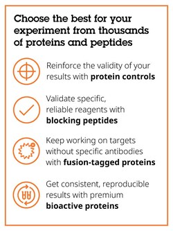 Abcam Human Smad2 (phospho S465 + S467) peptide, 1MG