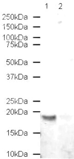 Abcam&nbsp;Human Histone H2B peptide, 1MG