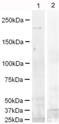 Abcam&nbsp;Mouse EGFR peptide, 1MG