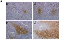 Abcam 8-Hydro x y-2'-deo x yguanosine, O x idative stress biomarker, 5MG