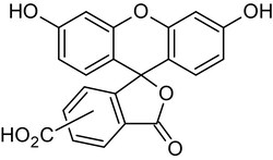 Abcam 5(6)-FAM (5(6)-Carbo x yfluorescein), pH-senstive fluorescent label, 1G