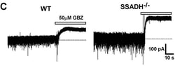 Abcam&nbsp;SR95531 (Gabazine) (mM/ml), GABAA antagonist, 10MM_ML