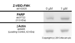 Abcam&nbsp;Z-VEID-FMK, caspase-6 inhibitor, 20UL