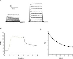 Abcam&nbsp;NS 1619, KCa1.1 channel activator, 25MG