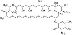 Abcam&nbsp;Amphotericin B (AmB), Antimycotic polyene, 1G