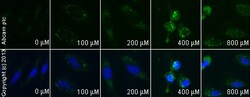 Abcam Genipin, Cell-permeable uncoupling protein 2 inhibitor, 100MG