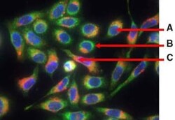 Abcam&nbsp;Lysosome/Mitochondria/Nuclear Staining Reagent - Cytopainter.