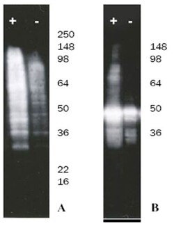 Abcam&nbsp;Ubiquitylation Assay Kit (HeLa lysate-based).