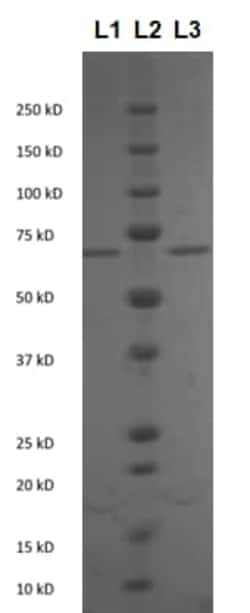 Abcam Bovine Serum Albumin (nitrated ), 100UG