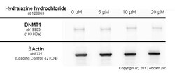 Abcam&nbsp;Hydralazine hydrochloride, DNA methylation inhibitor., 1G
