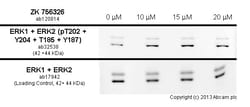 Abcam&nbsp;ZK 756326, non-peptide CCR8 chemokine receptor agonist, 10MG