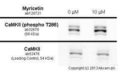 Abcam Myricetin, irreversible Tr x R inhibitor, 5MG