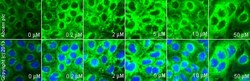 Abcam SB 202190, cell-permeable p38 MAPK inhibitor., Quantity: Each of