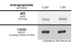 Abcam&nbsp;Andrographolide, anti-inflammatory agent, 100MG