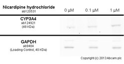 Abcam Nicardipine hydrochloride, L-type Ca2+ channel antagonist.