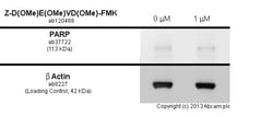 Abcam&nbsp;Z-D(OMe)E(OMe)VD(OMe)-FMK, Cell permeable caspase-3 inhibitor, 1MG