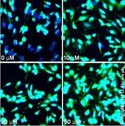 Abcam&nbsp;KN-62, CaM kinase II inhibitor. P2 x 7 antagonist., 5MG