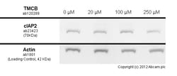 Abcam TMCB, Selective CK2 inhibitor, 10MG