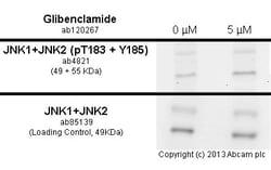 Abcam Glibenclamide (Glyburide), K+ channel blocker, 100MG