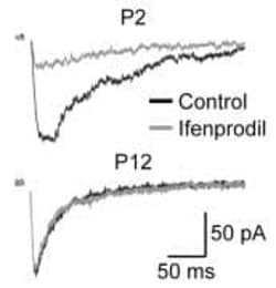 Abcam Ifenprodil hemitartrate, GluN2B (formerly NR2B)-preferring NMDA antagonist, 50MG