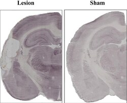 Abcam&nbsp;Ibotenic acid, e x citoto x ic agonist, 5MG