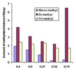 Abcam Histone H3 (pan-methyl K9) Quantification Kit (Fluorometric).