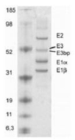 Abcam&nbsp;PDH Immunocapture Kit.