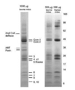 Abcam Complex III Immunocapture Kit.