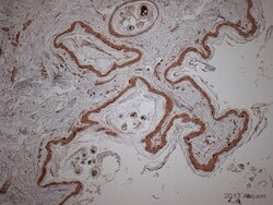 Abcam&nbsp;Rabbit Anti-Mouse IgG H&L (Biotin) preadsorbed.