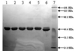 Abcam Ac-TVASSSTA Octapeptide peptide.