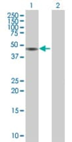 Abcam&nbsp;NPRL2 overexpression 293T lysate (whole cell).