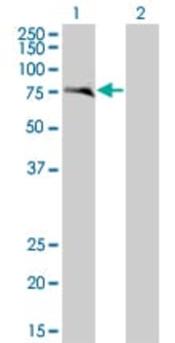 Abcam&nbsp;ANAPC2 overexpression 293T lysate (whole cell).