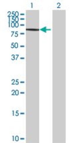Abcam&nbsp;RAD18 overexpression 293T lysate (whole cell).