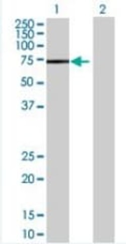 Abcam&nbsp;AMPK alpha 1 overexpression 293T lysate (whole cell).