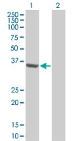 Abcam&nbsp;RFC2 overexpression 293T lysate (whole cell).