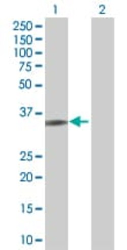 Abcam&nbsp;Fos B overexpression 293T lysate (whole cell).