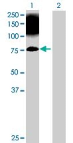 Abcam&nbsp;Munc18-1 overexpression 293T lysate (whole cell).