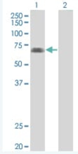 Abcam&nbsp;eIF4G1 overexpression 293T lysate (whole cell).