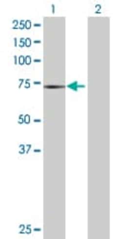 Abcam&nbsp;COX1 / Cyclooxygenase 1 overexpression 293T lysate (whole cell).