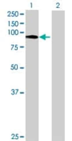 Abcam&nbsp;Wee1 overexpression 293T lysate (whole cell).