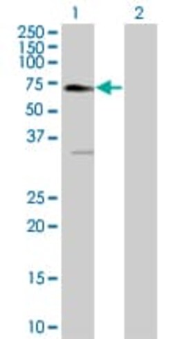 Abcam&nbsp;EPO-R overexpression 293T lysate (whole cell).