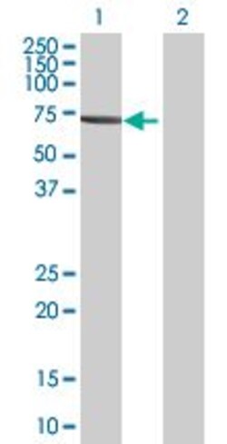 Abcam&nbsp;FGR overexpression 293T lysate (whole cell).